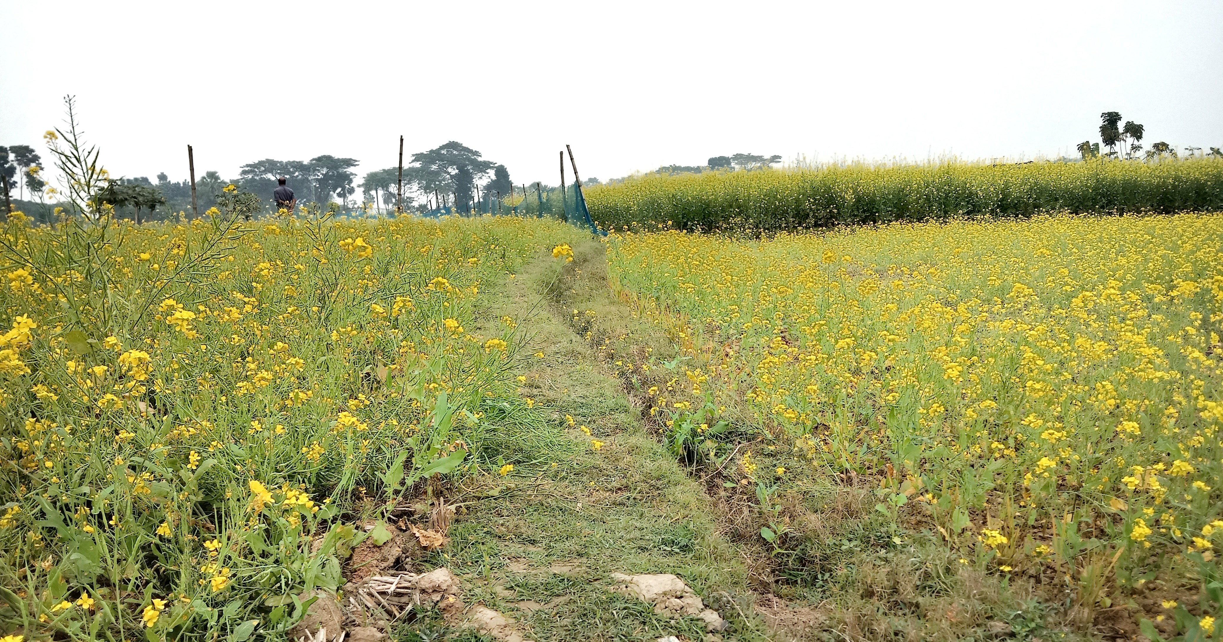 মন হারিয়ে যায় দিগন্তজোড়া হলুদ সমুদ্রে