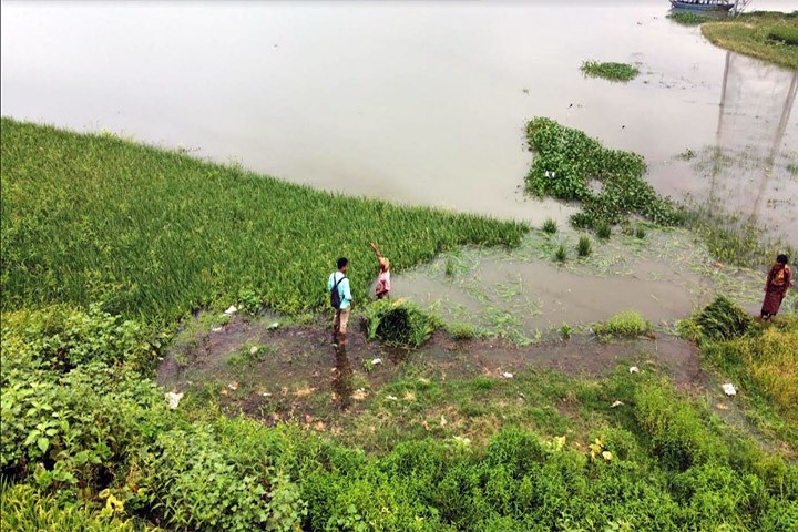 জোয়ারের পানিতে তলিয়ে গেছে ধান, দিশেহারা কৃষক