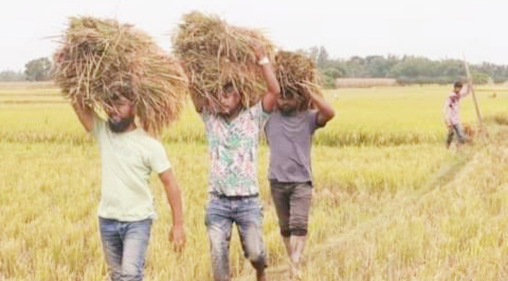 কৃষকের ধান কেটে দিলো ঠাকুরগাওঁয়ের ছাত্রদল