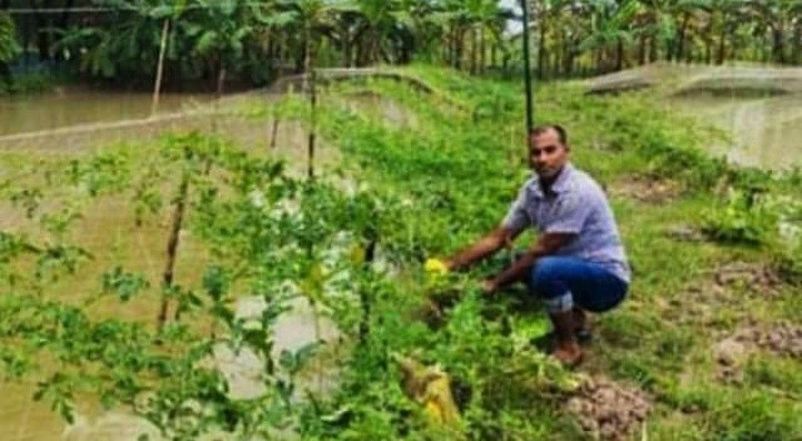 নীচে মাছের ঘের উপরে হলুদ রংয়ের মধুমালা তরমুজ