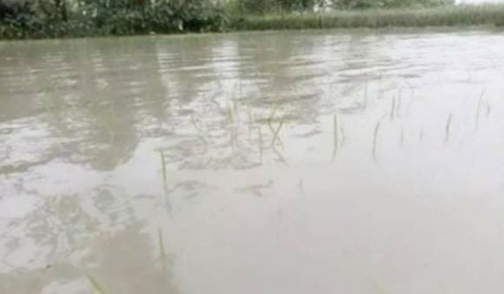 সরকারি খালে বাঁধ দেওয়ায় ১০ হাজার একর কৃষি জমি প্লাবিত