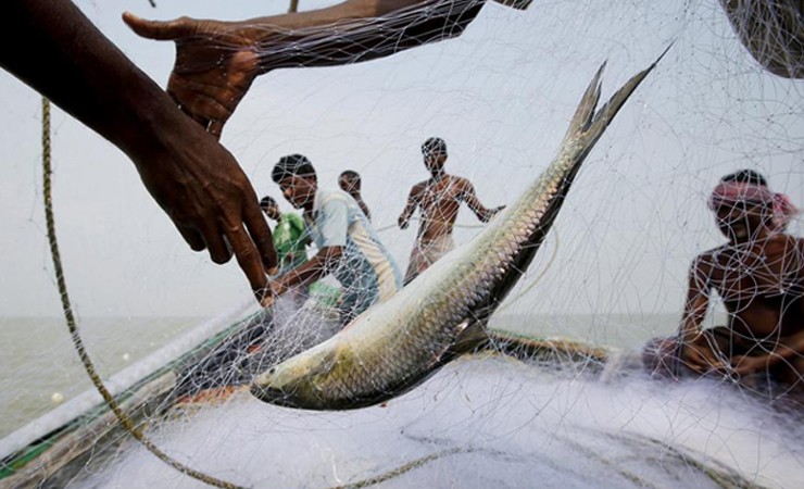 ভোলায় নিষেধাজ্ঞা অমান‌্য করে ইলিশ শিকার করায় ২০ জেলেকে আটক