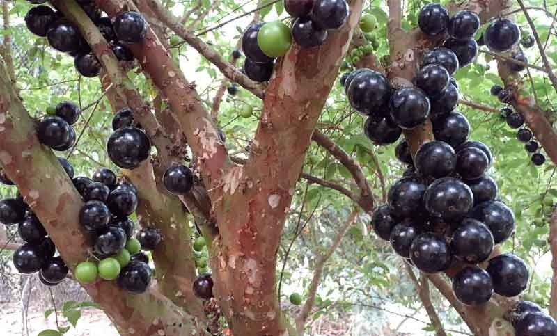 বরিশালে ফলেছে দুর্লভ ফল জাবুতিকাবা