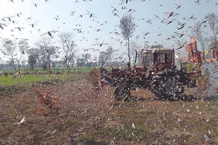 পঙ্গপাল ধরে সার ও পুষ্টিকর খাদ্য বানাচ্ছে কেনিয়া