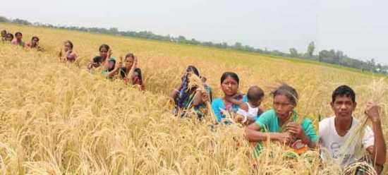 নওগাঁ প্রতিপক্ষরা আদিবাসীর ধানক্ষেতে রাসায়নিক প্রয়োগে সাড়ে ৩ লক্ষ টাকার ক্ষতি