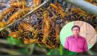 ভিমরুলের কামড়ে প্রভাষকের জীবন নাশ