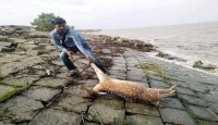 ইয়াসের  তান্ডবে নদীতে ভেসে এল মৃত চিত্রল হরিন