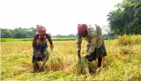 লালমোহনে অশনির ভয়ে আধা-পাকা ধান কাটছে কৃ...